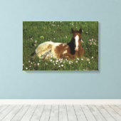 Appaloosa Foal Laying Down in Flowers Canvas Afdruk (Insitu (Houten vloer))