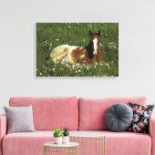 Appaloosa Foal Laying Down in Flowers Canvas Afdruk (Insitu (Woonkamer))