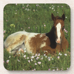 Appaloosa Foal Laying Down in Flowers Drankjes Onderzetter