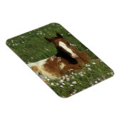 Appaloosa Foal Laying Down in Flowers Magneet (Rechterzijde)