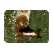 Appaloosa Foal Laying Down in Flowers Magneet (Horizontaal)