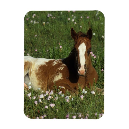 Appaloosa Foal Laying Down in Flowers Magneet (Verticaal)