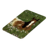 Appaloosa Foal Laying Down in Flowers Magneet (Linkerzijde)