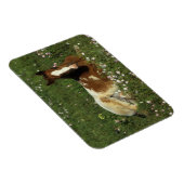 Appaloosa Foal Laying Down in Flowers Magneet (Rechterzijde)