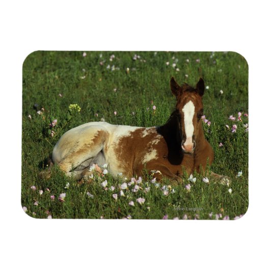 Appaloosa Foal Laying Down in Flowers Magneet (Horizontaal)