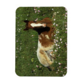 Appaloosa Foal Laying Down in Flowers Magneet (Verticaal)