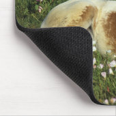 Appaloosa Foal Laying Down in Flowers Muismat (Hoek)