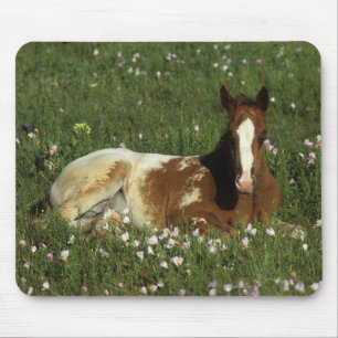 Appaloosa Foal Laying Down in Flowers Muismat