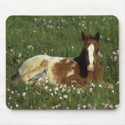 Appaloosa Foal Laying Down in Flowers Muismat (Voorkant)
