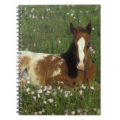 Appaloosa Foal Laying Down in Flowers Notitieboek (Voorkant)