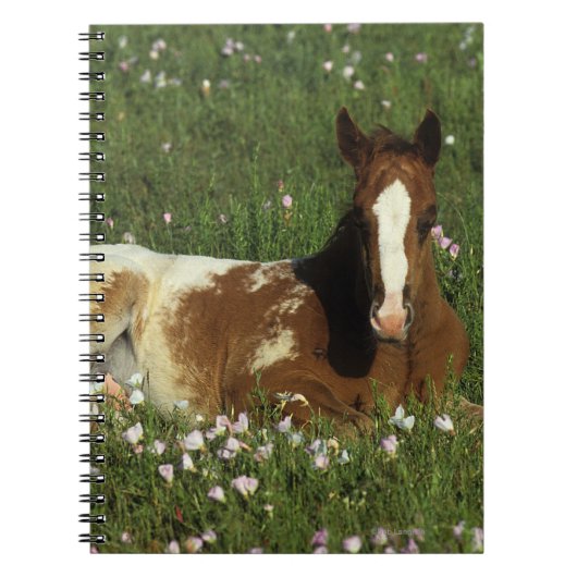 Appaloosa Foal Laying Down in Flowers Notitieboek (Voorkant)