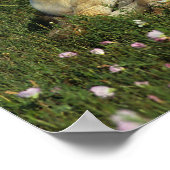 Appaloosa Foal Laying Down in Flowers Poster (Hoek)