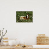 Appaloosa Foal Laying Down in Flowers Poster (Keuken)