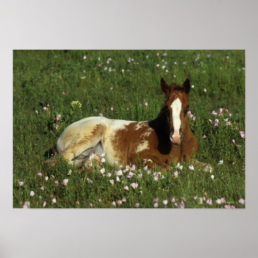 Appaloosa Foal Laying Down in Flowers Poster (Voorkant)