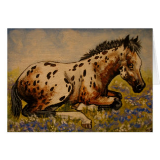 Appaloosa foelie