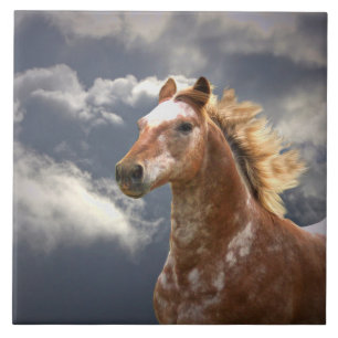 Appaloosa Horse and Clouds Tegeltje