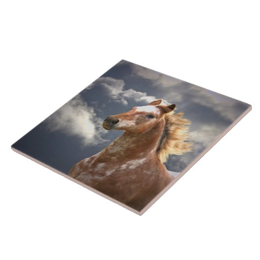 Appaloosa Horse and Clouds Tegeltje (Zijkant)
