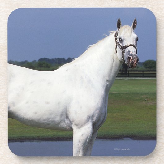 Appaloosa Horse Bier Onderzetter (Voorkant)
