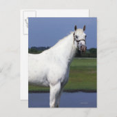 Appaloosa Horse Briefkaart (Voorkant / Achterkant)