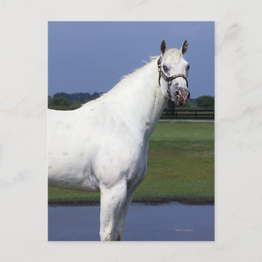 Appaloosa Horse Briefkaart (Voorkant)