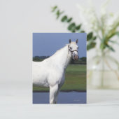 Appaloosa Horse Briefkaart (Staand voorkant)