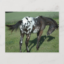 Appaloosa Horse Briefkaart