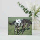 Appaloosa Horse Briefkaart (Staand voorkant)