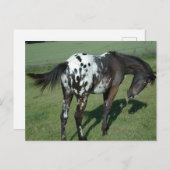 Appaloosa Horse Briefkaart (Voorkant / Achterkant)