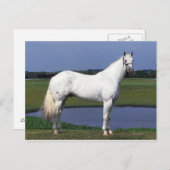 Appaloosa Horse Briefkaart (Voorkant / Achterkant)