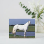 Appaloosa Horse Briefkaart (Staand voorkant)