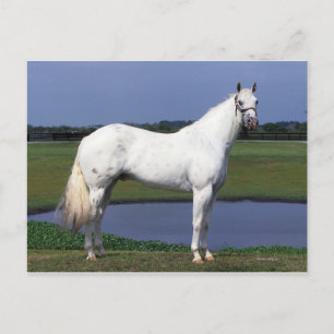 Appaloosa Horse Briefkaart