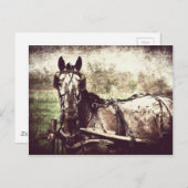 Appaloosa Horse Briefkaart (Voorkant / Achterkant)