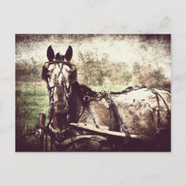 Appaloosa Horse Briefkaart