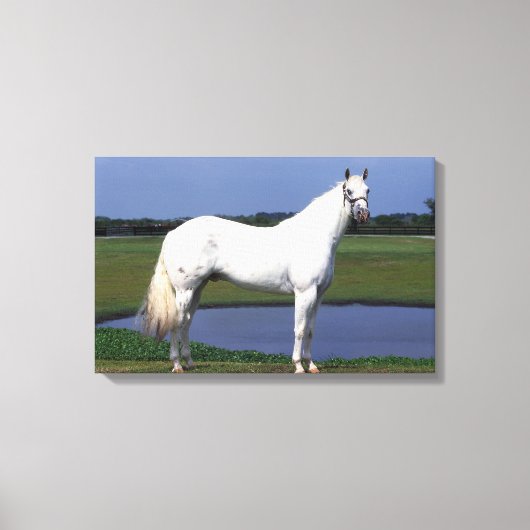 Appaloosa Horse Canvas Afdruk (Voorkant)