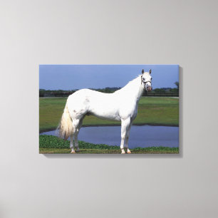 Appaloosa Horse Canvas Afdruk