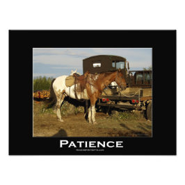 Appaloosa Horse Equine Animal Foto print Afdruk