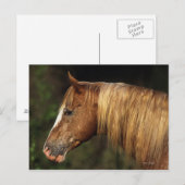 Appaloosa Horse Headshot 1 Briefkaart (Voorkant / Achterkant)
