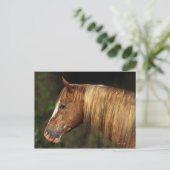 Appaloosa Horse Headshot 1 Briefkaart (Staand voorkant)
