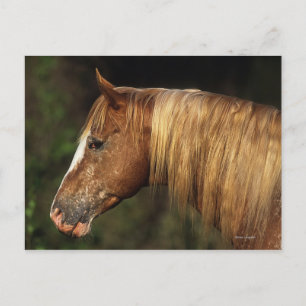 Appaloosa Horse Headshot 1 Briefkaart