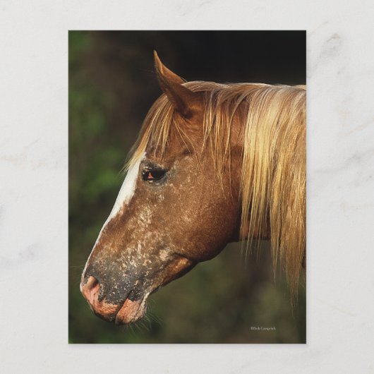 Appaloosa Horse Headshot 1 Briefkaart (Voorkant)