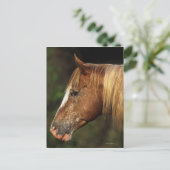 Appaloosa Horse Headshot 1 Briefkaart (Staand voorkant)