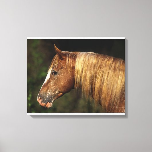 Appaloosa Horse Headshot 1 Canvas Afdruk (Voorkant)