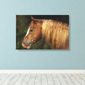 Appaloosa Horse Headshot 1 Canvas Afdruk (Insitu (Houten vloer))
