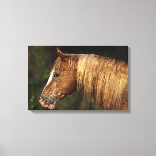 Appaloosa Horse Headshot 1 Canvas Afdruk (Voorkant)