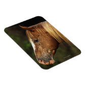 Appaloosa Horse Headshot 1 Magneet (Rechterzijde)