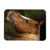 Appaloosa Horse Headshot 1 Magneet (Horizontaal)