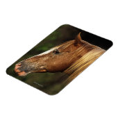 Appaloosa Horse Headshot 1 Magneet (Linkerzijde)