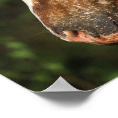 Appaloosa Horse Headshot 1 Poster (Hoek)