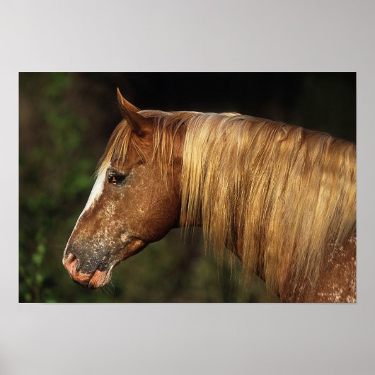 Appaloosa Horse Headshot 1 Poster (Voorkant)
