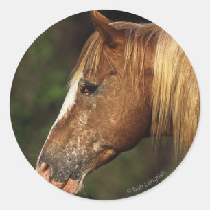 Appaloosa Horse Headshot 1 Ronde Sticker